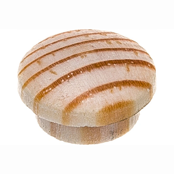 картинка Заглушка на отверстие ПРОФЕССИОНАЛ сфера D12мм сосна (15шт.уп) от магазина Румлес